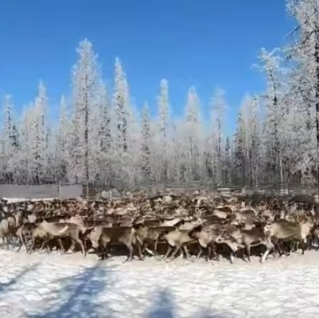 ск